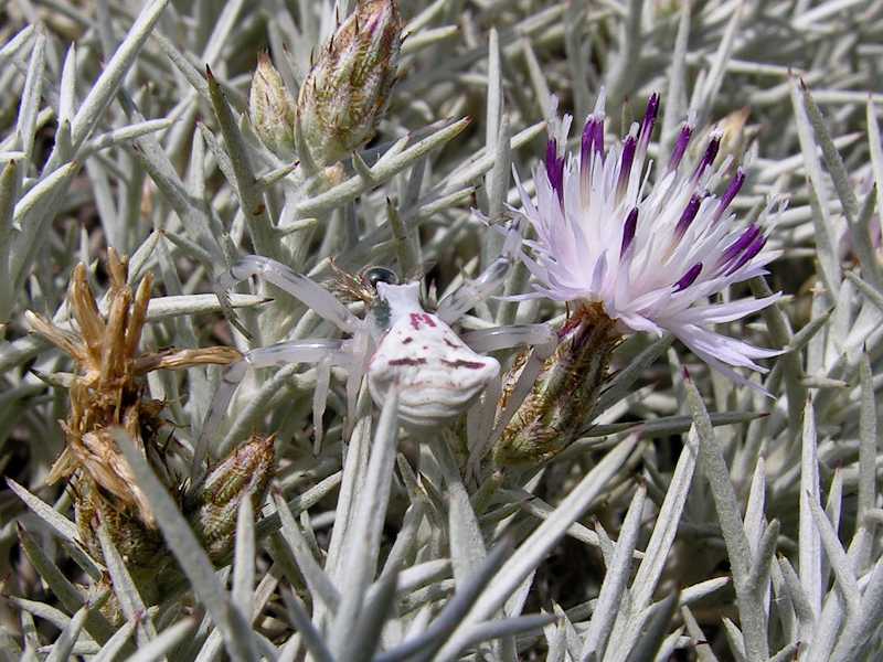Thomisus onustus